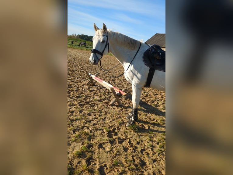 Mecklenburg Warmblood Gelding 14 years 16,3 hh Grey in Rostock