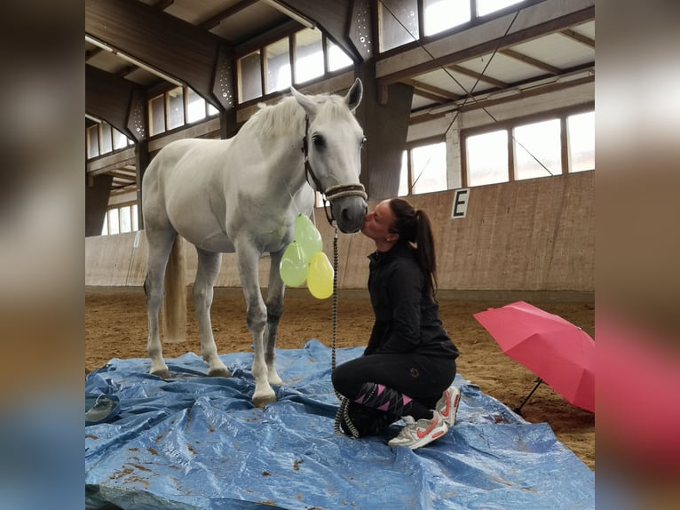 Mecklenburg Warmblood Gelding 14 years 16,3 hh Grey in Rostock