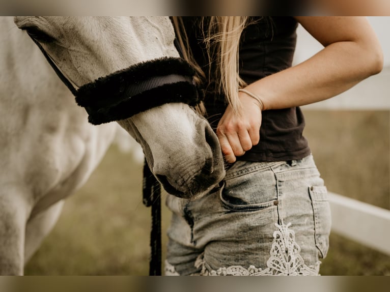 Mecklenburg Warmblood Gelding 14 years 17 hh Gray in Sundhagen