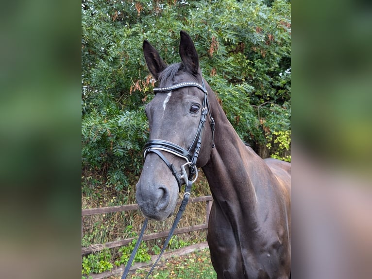 Mecklenburg Warmblood Gelding 15 years 16,2 hh Bay-Dark in Viöl