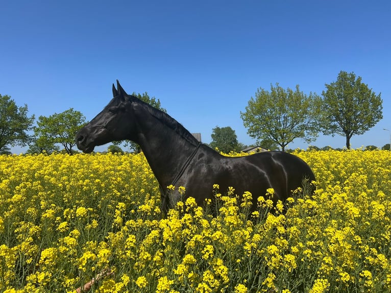 Mecklenburg Warmblood Gelding 15 years 17 hh Black in Hamburg