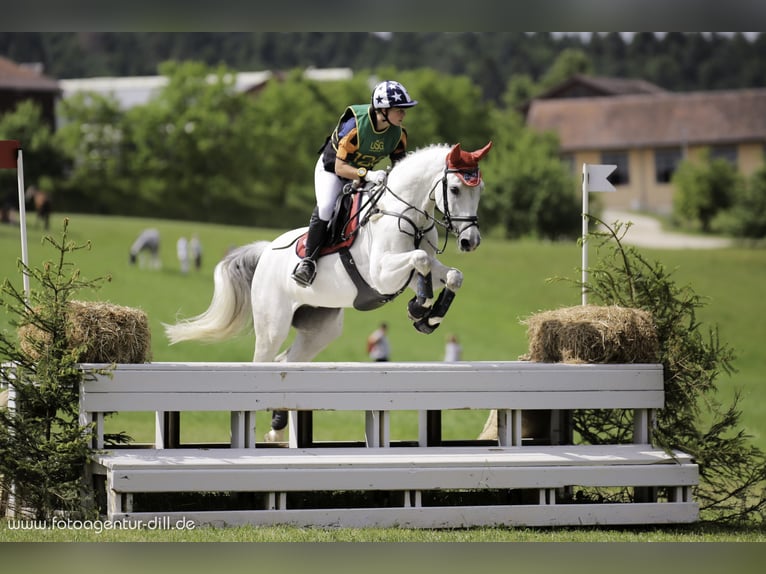 Mecklenburg Warmblood Gelding 16 years 16 hh Gray-Dapple in Regen