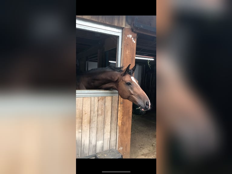 Mecklenburg Warmblood Gelding 16 years 16 hh in EssingenEssingen
