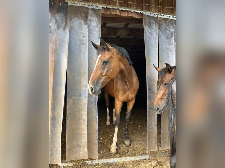 Mecklenburg Warmblood Gelding 16 years 16 hh in EssingenEssingen
