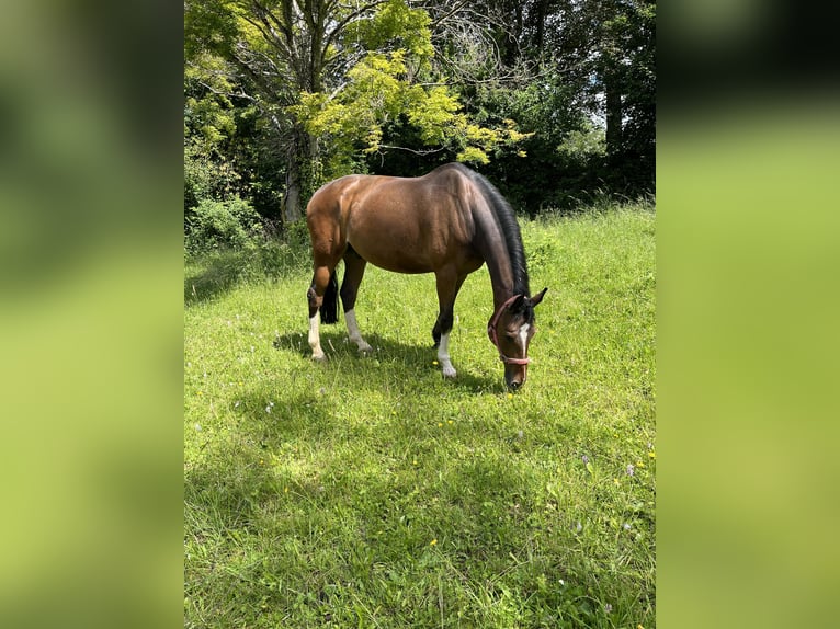 Mecklenburg Warmblood Gelding 16 years 16 hh in EssingenEssingen