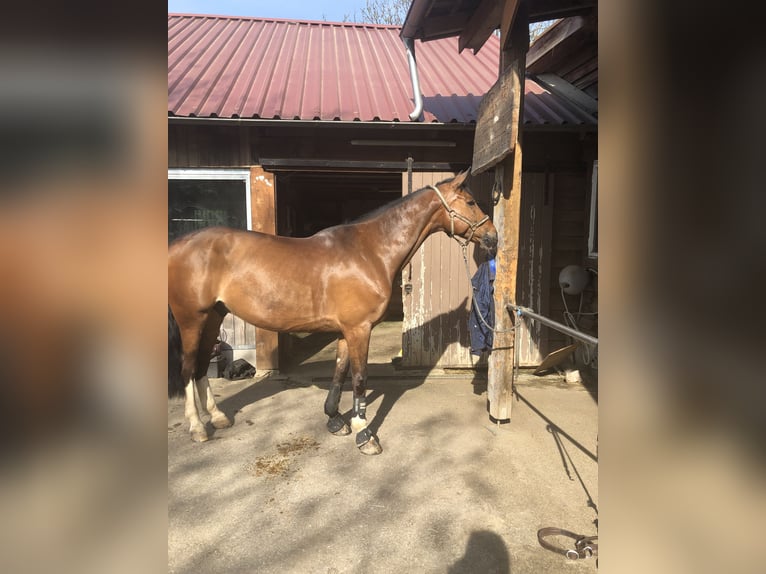 Mecklenburg Warmblood Gelding 16 years 16 hh in EssingenEssingen