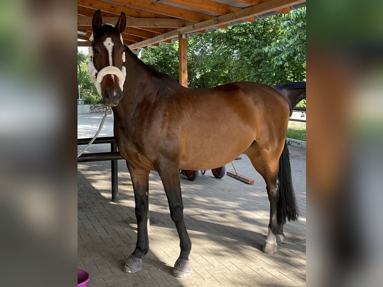 Mecklenburg Warmblood Gelding 16 years 16,2 hh Brown in Waltersdorf