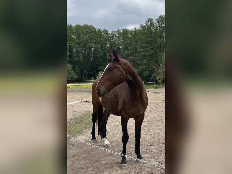Mecklenburg Warmblood Gelding 16 years 16,2 hh Brown in Waltersdorf