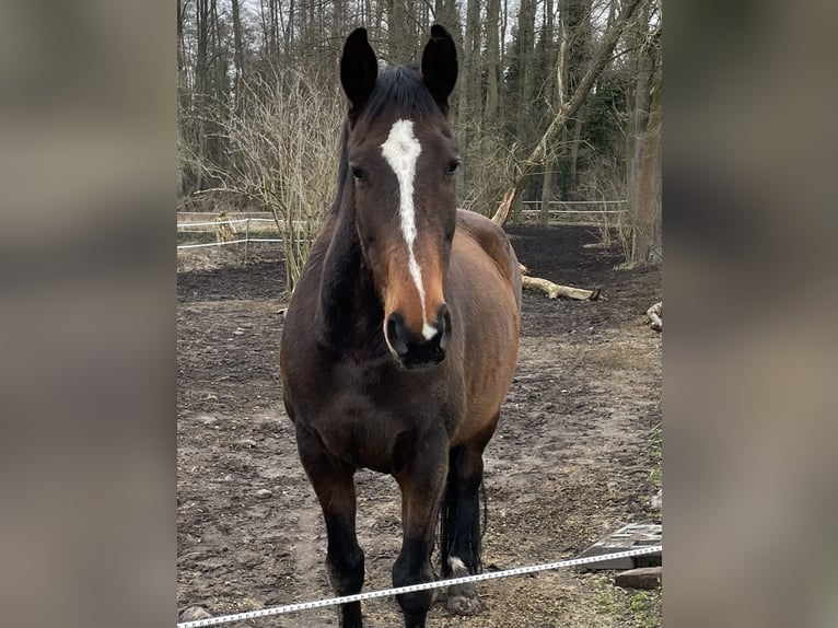 Mecklenburg Warmblood Gelding 16 years 16,2 hh Brown in Waltersdorf