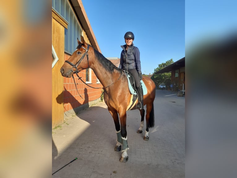 Mecklenburg Warmblood Gelding 16 years 17 hh Brown in Hetlingen