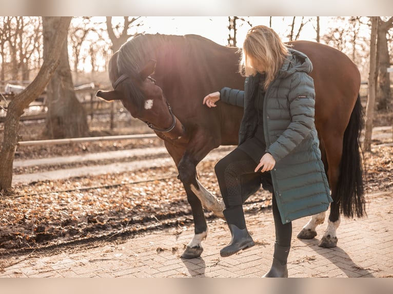 Mecklenburg Warmblood Gelding 16 years 17 hh Brown in Hetlingen