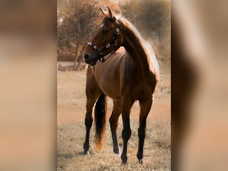 Mecklenburg Warmblood Gelding 17 years 16,3 hh Brown in Waldshut-Tiengen