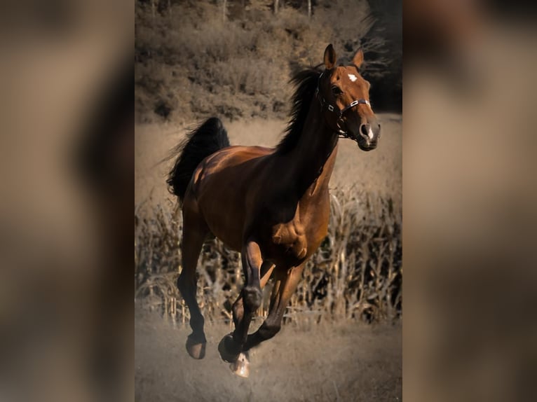 Mecklenburg Warmblood Gelding 17 years 16,3 hh Brown in Waldshut-Tiengen