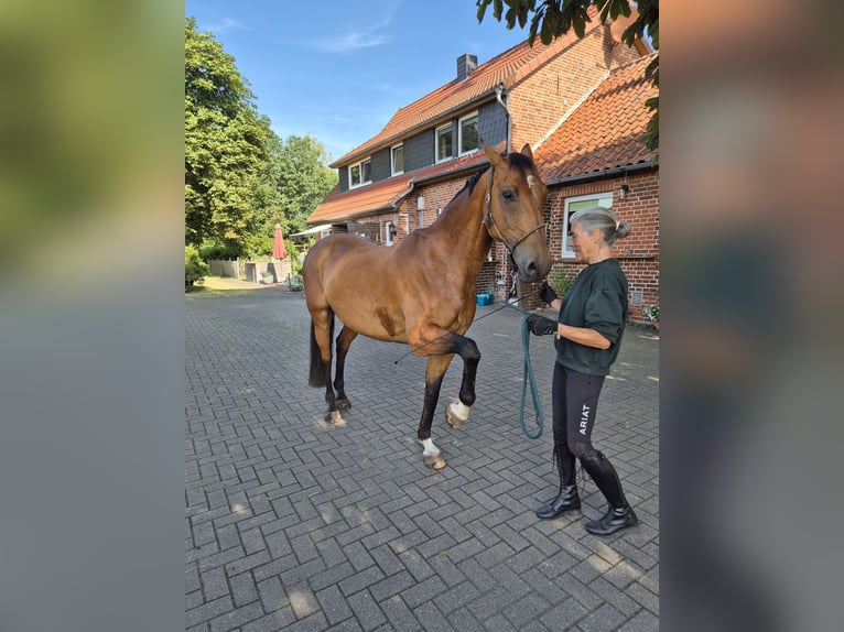 Mecklenburg Warmblood Gelding 17 years 16 hh Brown in Steimbke