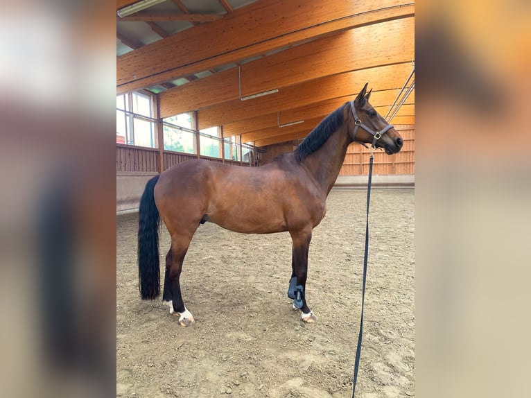 Mecklenburg Warmblood Gelding 17 years 16,1 hh Brown in Leogang