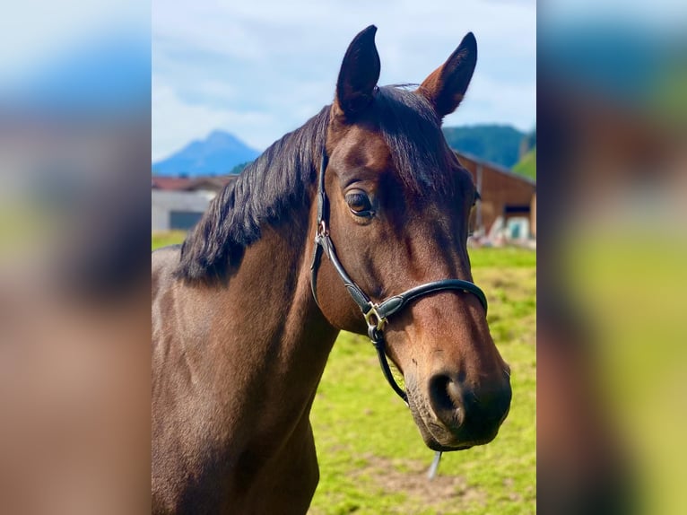 Mecklenburg Warmblood Gelding 17 years 16,1 hh Brown in Leogang