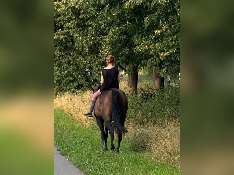 Mecklenburg Warmblood Gelding 17 years 17 hh Bay-Dark in Glasin