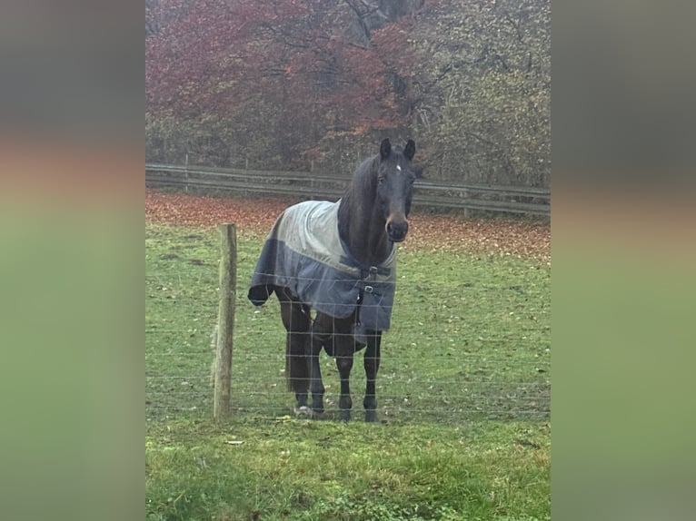 Mecklenburg Warmblood Gelding 17 years 17 hh Bay-Dark in Glasin