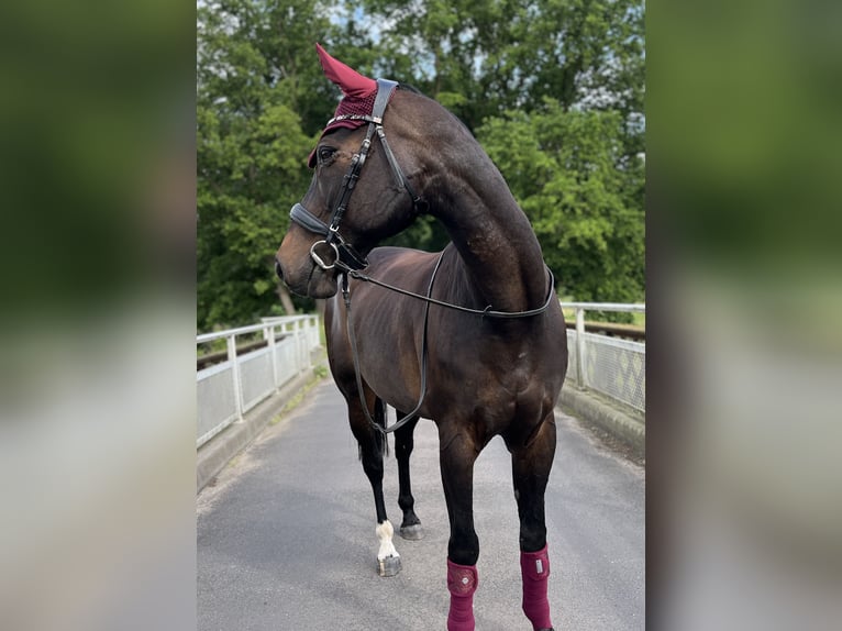 Mecklenburg Warmblood Gelding 18 years 16 hh Brown in Bützow