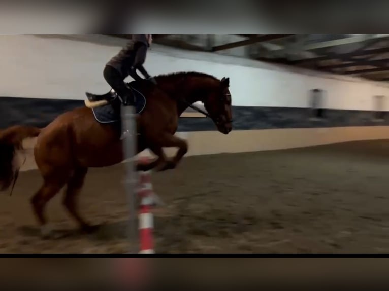 Mecklenburg Warmblood Gelding 18 years 18 hh Chestnut-Red in Breechen