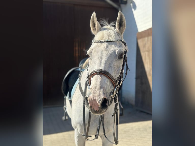 Mecklenburg Warmblood Gelding 19 years 16 hh Grey in Zwickau