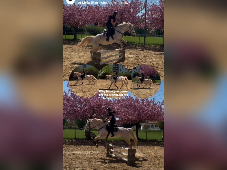 Mecklenburg Warmblood Gelding 19 years 16 hh Grey in Zwickau