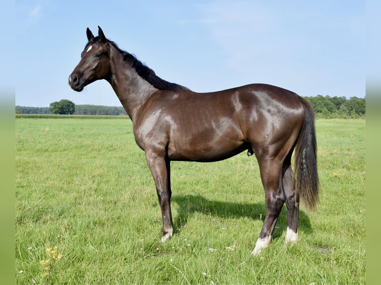 Mecklenburg Warmblood Gelding 1 year Bay-Dark in Moraas