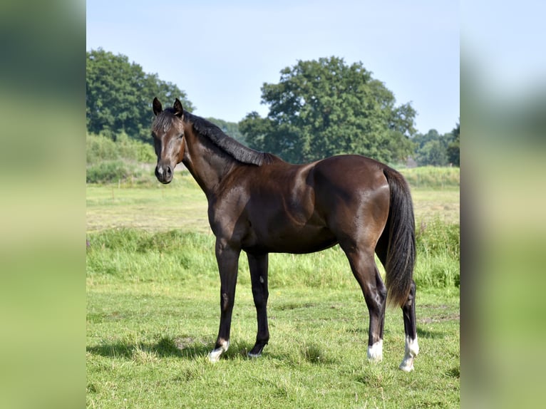 Mecklenburg Warmblood Gelding 1 year Bay-Dark in Moraas
