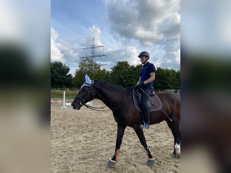 Mecklenburg Warmblood Gelding 22 years 16,3 hh Bay-Dark in Essen