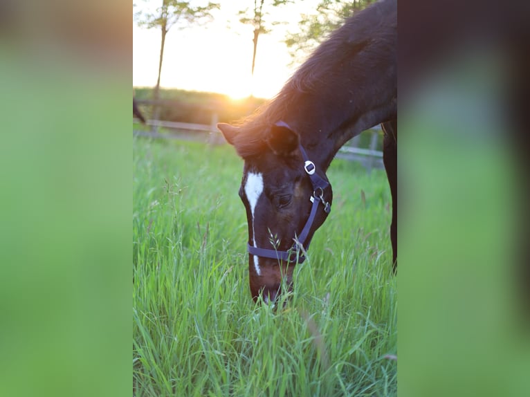 Mecklenburg Warmblood Gelding 22 years 16,3 hh Bay-Dark in Essen