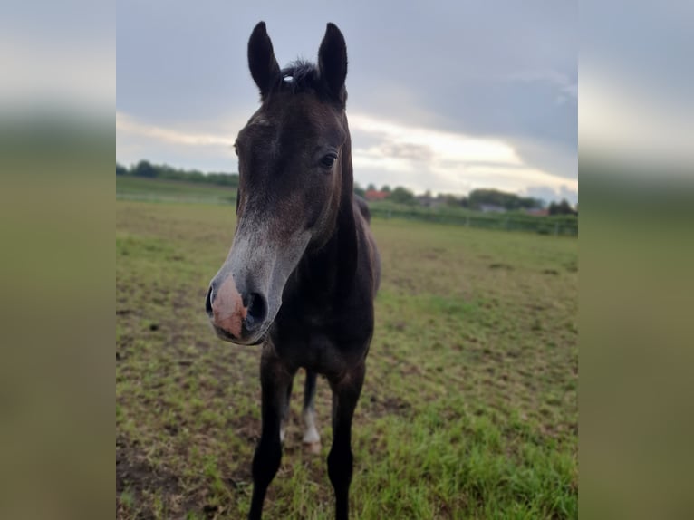 Mecklenburg Warmblood Gelding 2 years 15,2 hh Gray in Ludwigslust