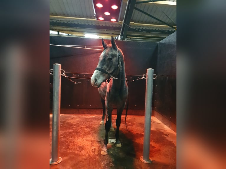 Mecklenburg Warmblood Gelding 2 years 15,2 hh Gray in Ludwigslust