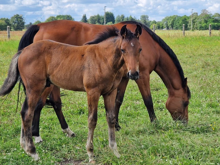 Mecklenburg Warmblood Gelding 2 years 15.3 hh Brown in Ganzlin