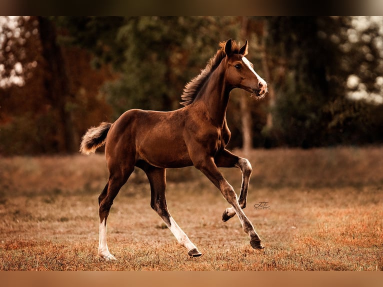 Mecklenburg Warmblood Gelding 2 years 16,2 hh Brown in Neuenstein