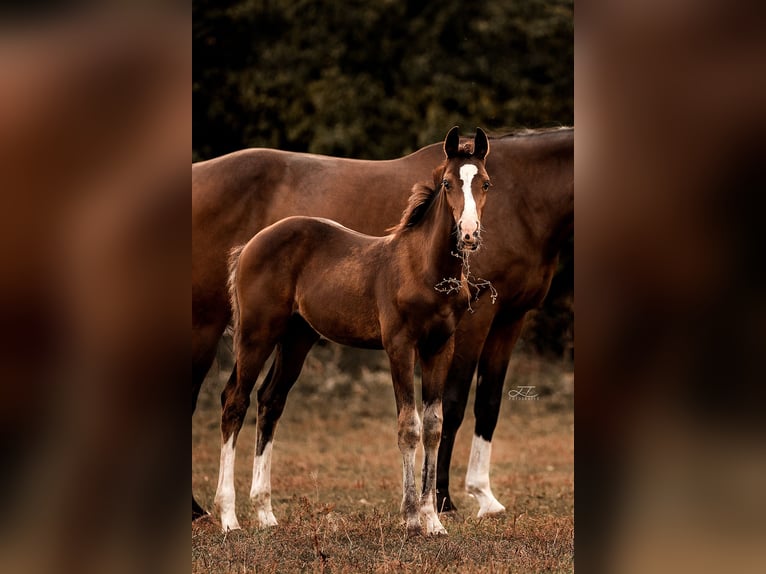 Mecklenburg Warmblood Gelding 2 years 16,2 hh Brown in Neuenstein