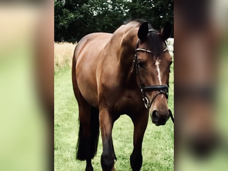 Mecklenburg Warmblood Gelding 2 years 16,2 hh Brown in Neuenstein