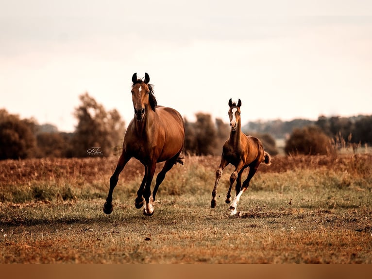 Mecklenburg Warmblood Gelding 2 years 16,2 hh Brown in Neuenstein