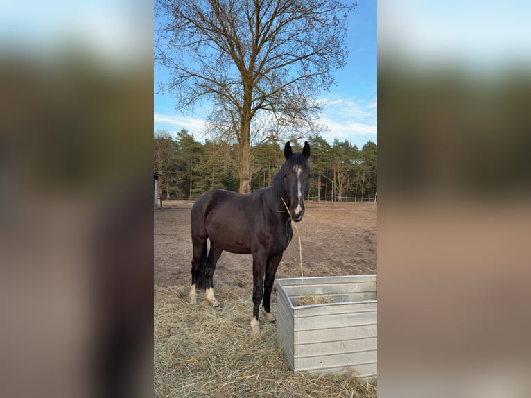 Mecklenburg Warmblood Gelding 3 years 15.3 hh Smoky-Black in Redefin