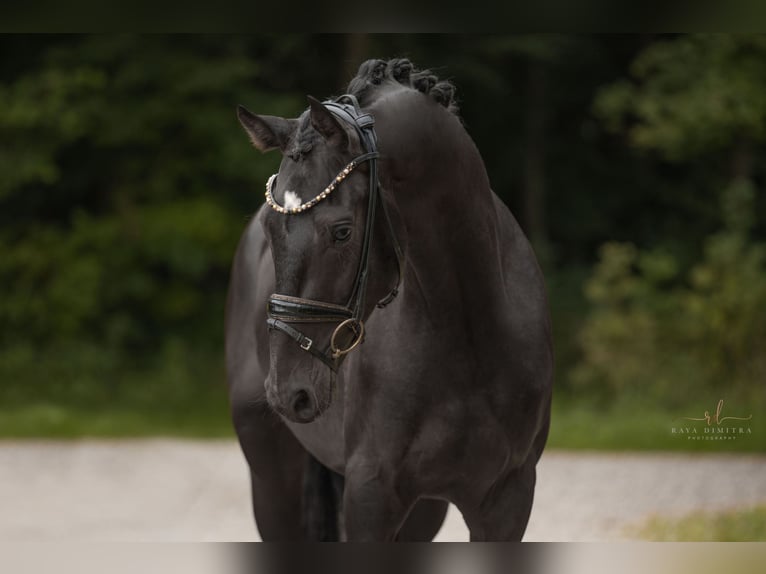Mecklenburg Warmblood Gelding 3 years 15,2 hh Smoky-Black in Wehringen