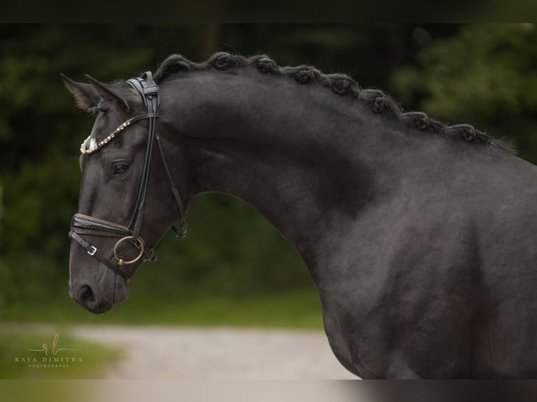 Mecklenburg Warmblood Gelding 3 years 15,2 hh Smoky-Black in Wehringen