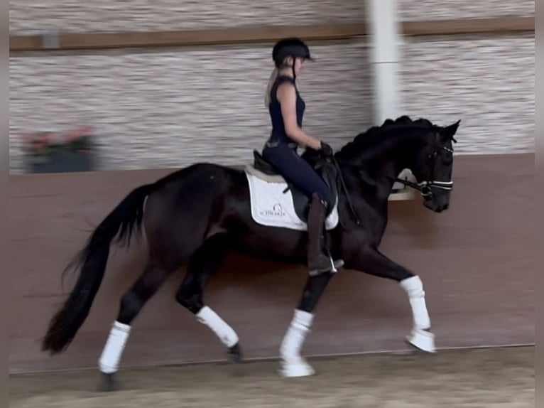 Mecklenburg Warmblood Gelding 3 years 15,2 hh Smoky-Black in Wehringen