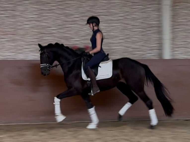 Mecklenburg Warmblood Gelding 3 years 15,2 hh Smoky-Black in Wehringen