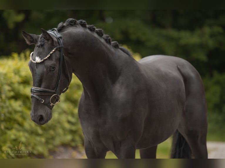 Mecklenburg Warmblood Gelding 3 years 15,2 hh Smoky-Black in Wehringen