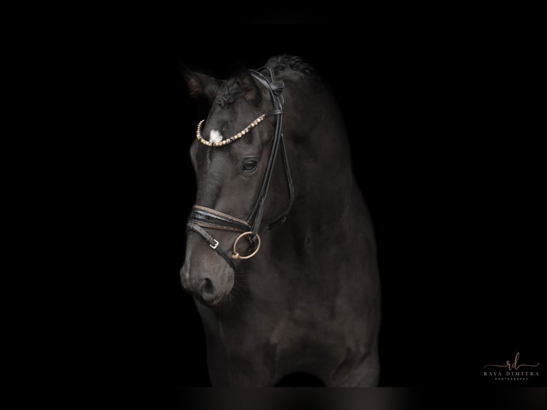 Mecklenburg Warmblood Gelding 3 years 15,2 hh Smoky-Black in Wehringen