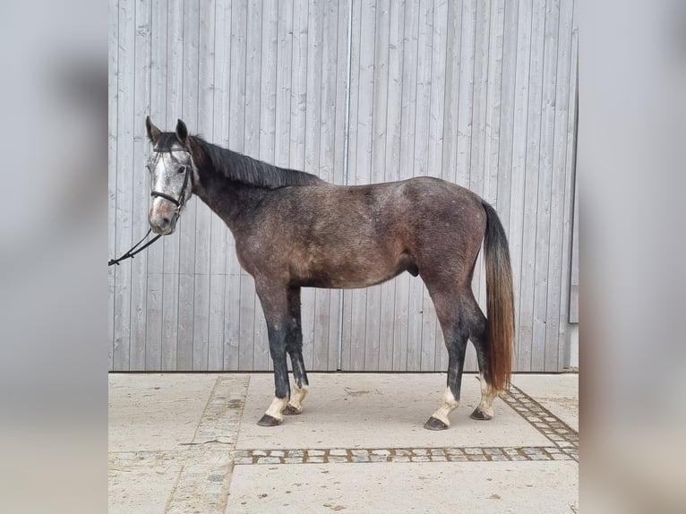 Mecklenburg Warmblood Gelding 3 years 16.1 hh Grey in Neupotz