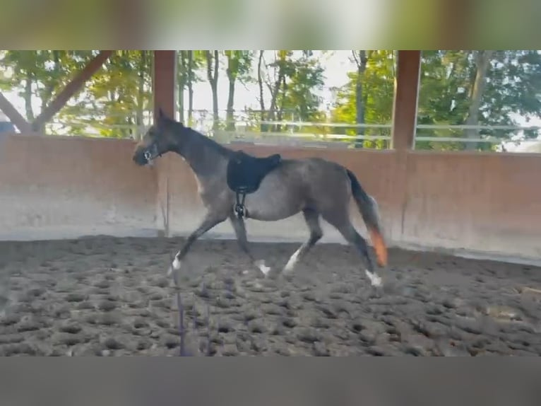 Mecklenburg Warmblood Gelding 3 years 16.1 hh Grey in Neupotz