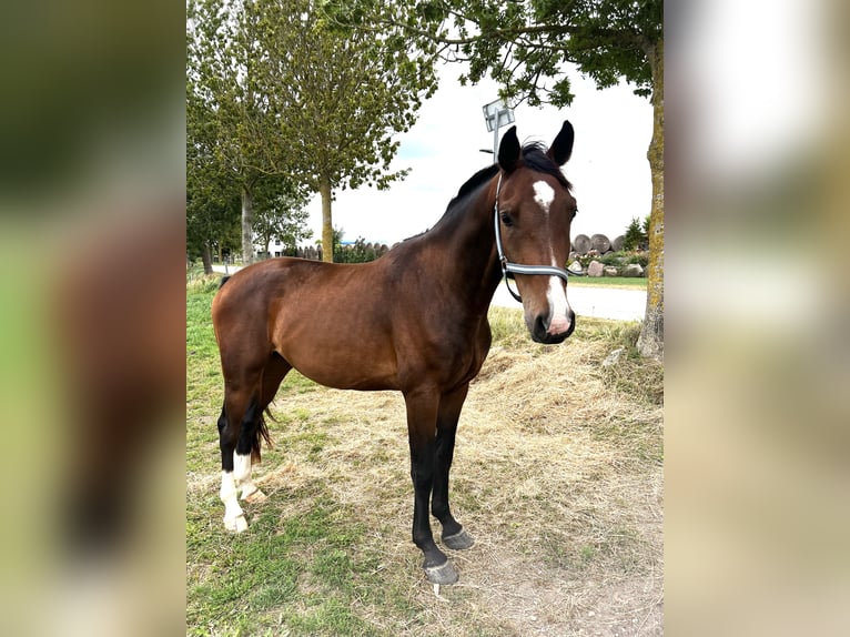 Mecklenburg Warmblood Gelding 3 years 16 hh Brown in Usedom