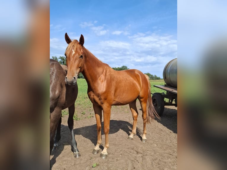 Mecklenburg Warmblood Gelding 3 years 16 hh Chestnut-Red in Rastow