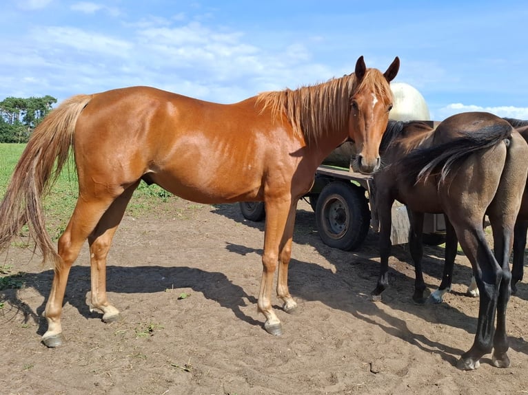 Mecklenburg Warmblood Gelding 3 years 16 hh Chestnut-Red in Rastow