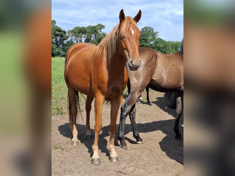 Mecklenburg Warmblood Gelding 3 years 16 hh Chestnut-Red in Rastow